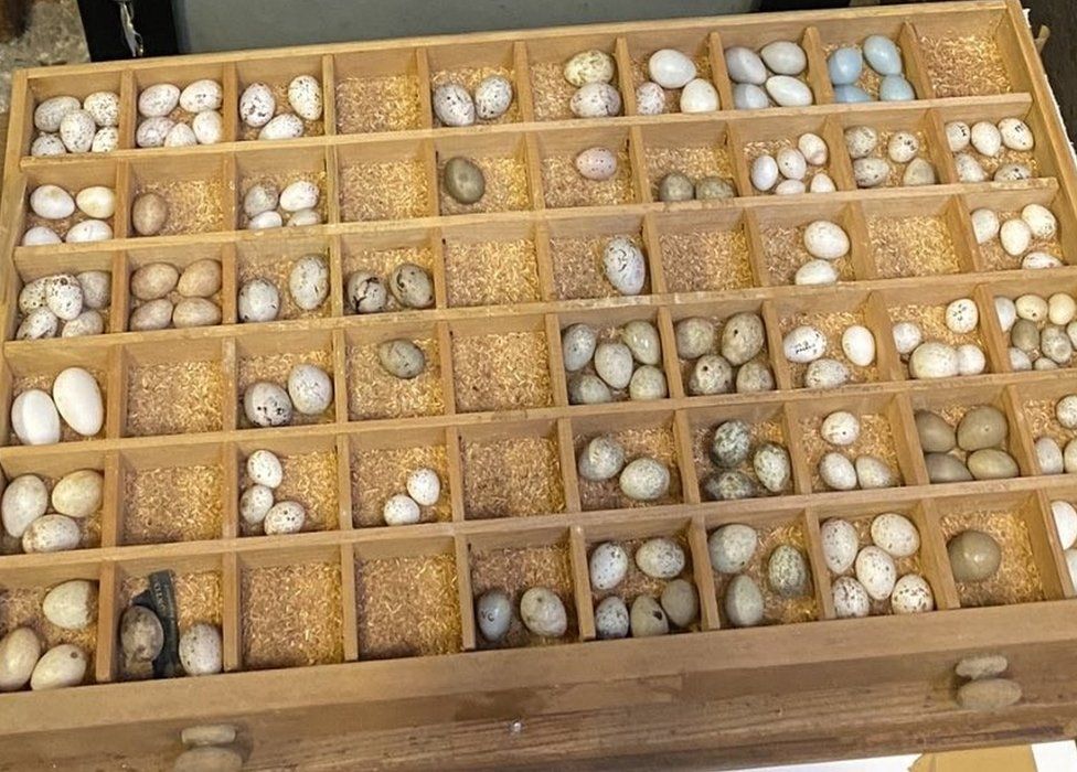 Collection of wild bird eggs seized by Halesworth police BBC News