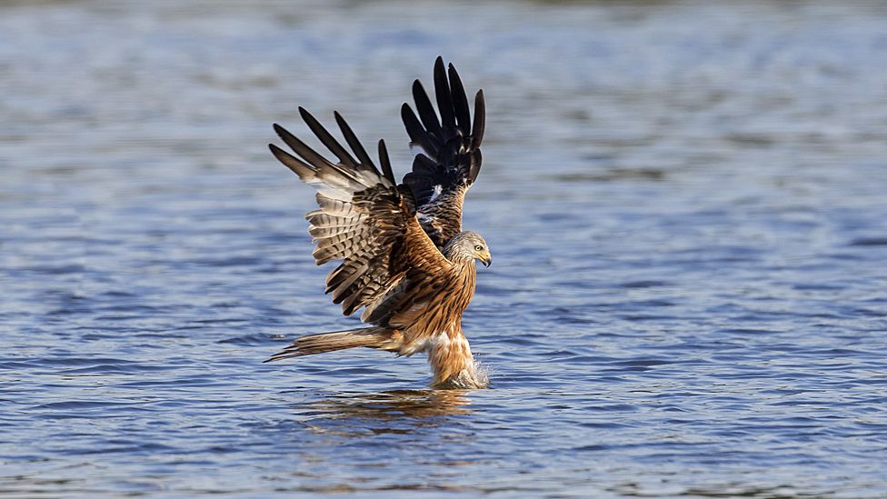 red kite carrier