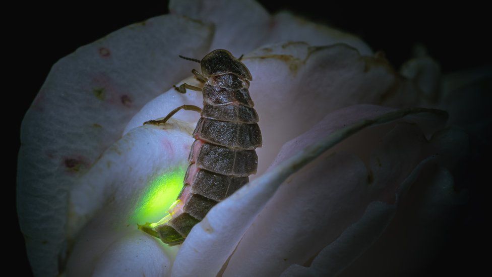 Glowing glow worm