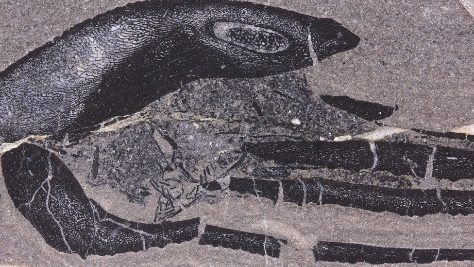 Fossil slice under microscope