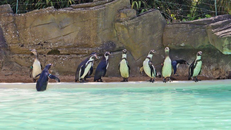 Penguins at Drusillas Park