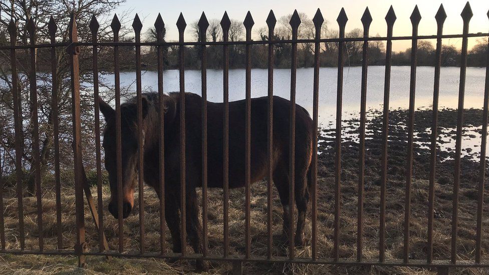 Horse in flooded field