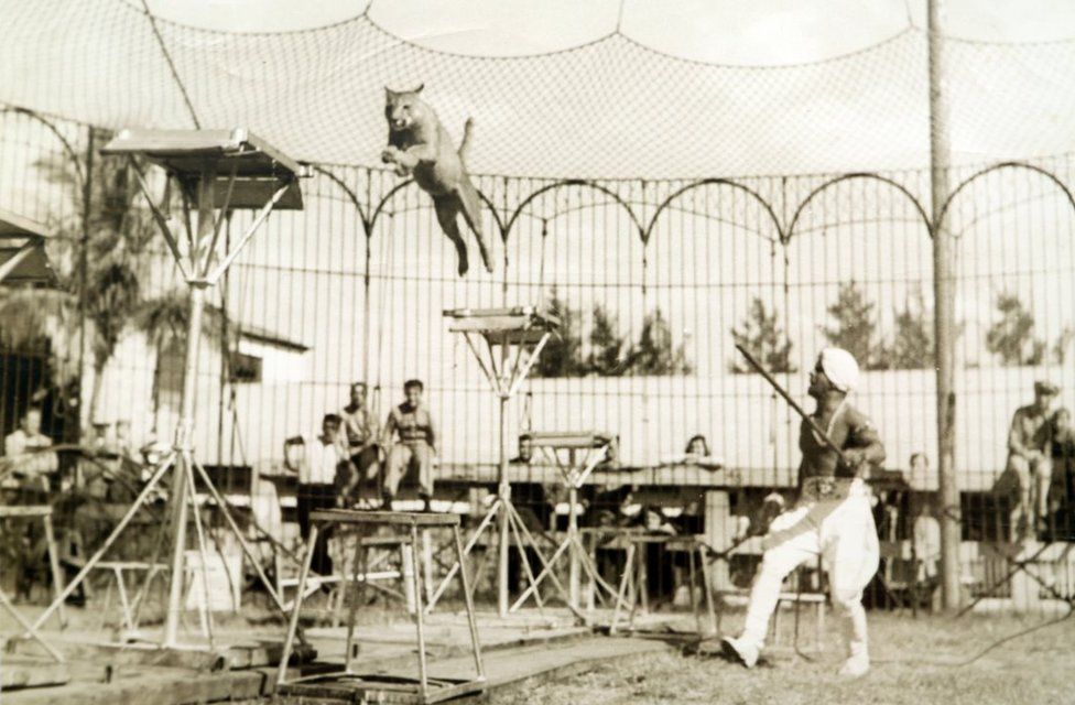 The Indian animal trainer who became a circus legend - BBC News