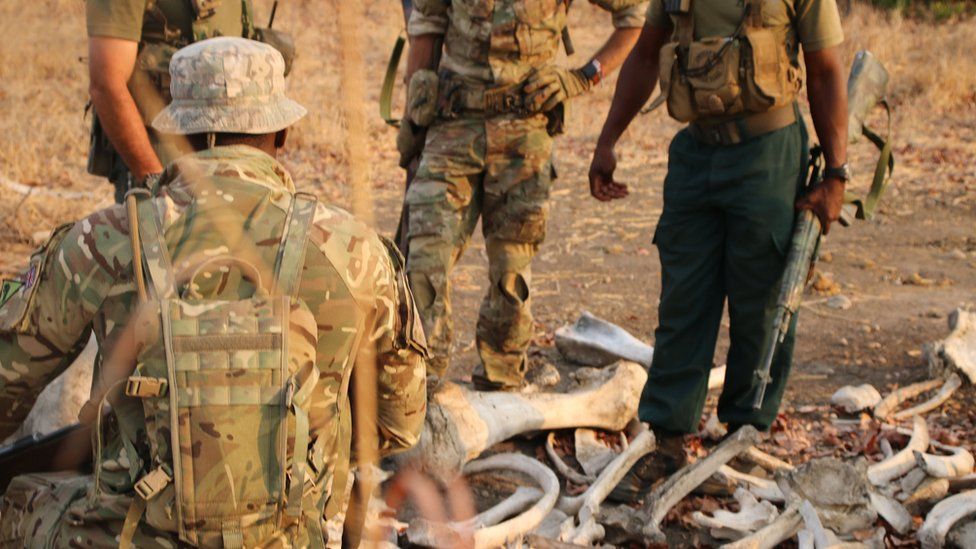 Soldiers examine poached elephant tusks