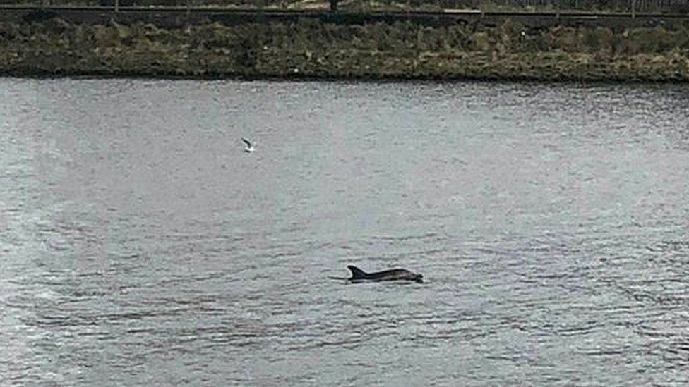 dolphin in foyle