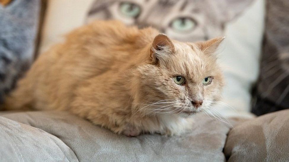 Cat's return after three years 'takes the Biscuit' BBC News