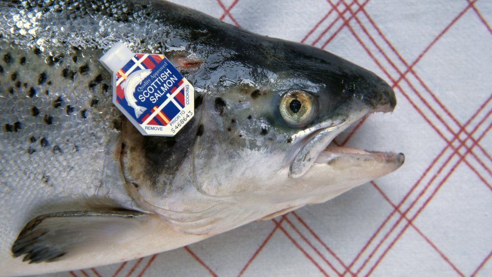 Scottish salmon