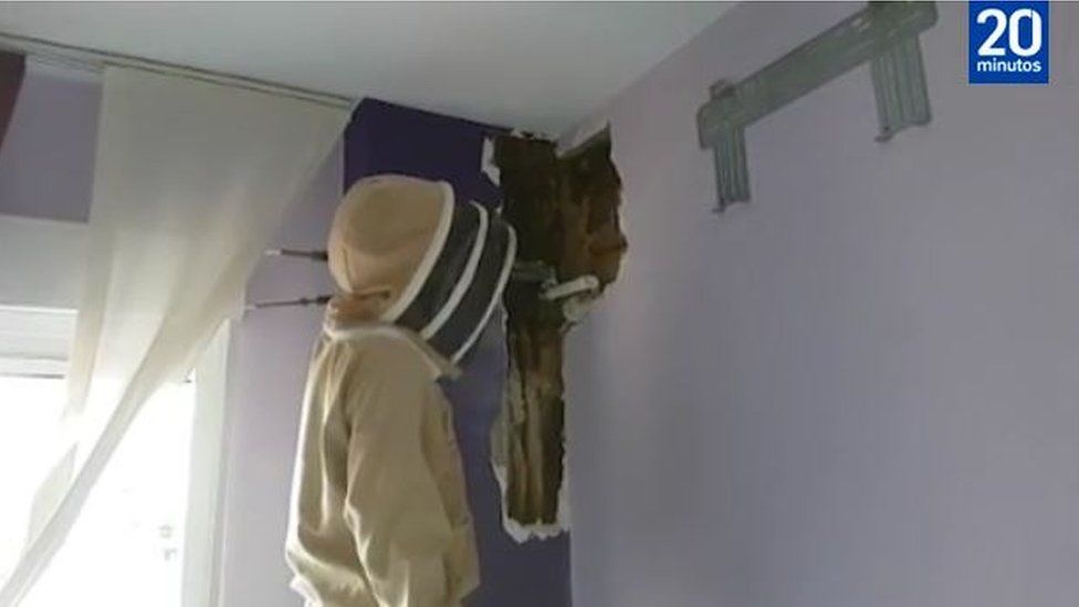 Beekeeper inspecting beehive behind a bedroom wall