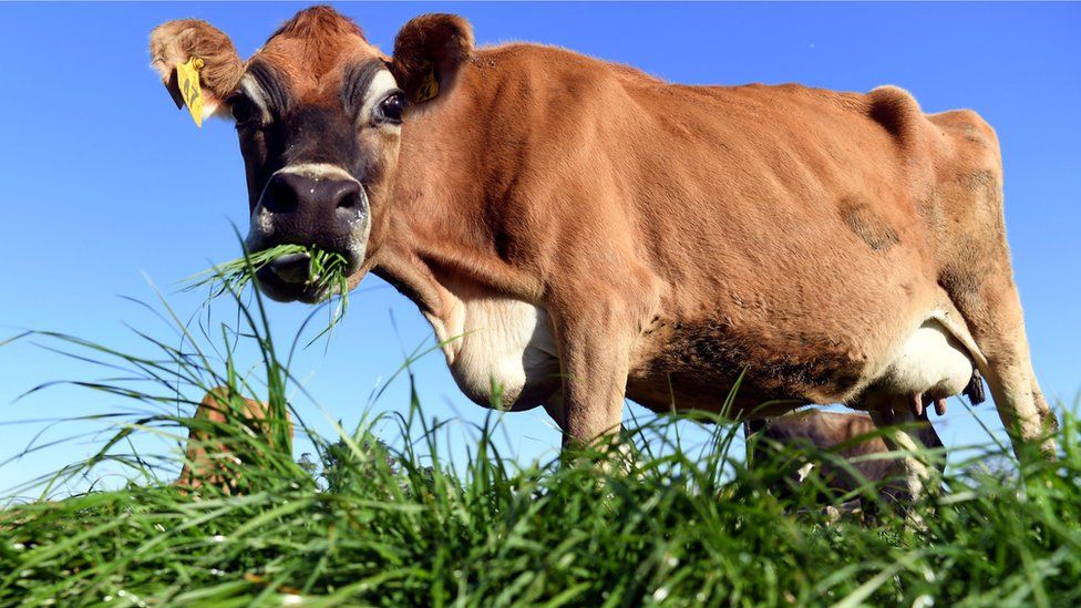 Cow eating grass on a dairy farm