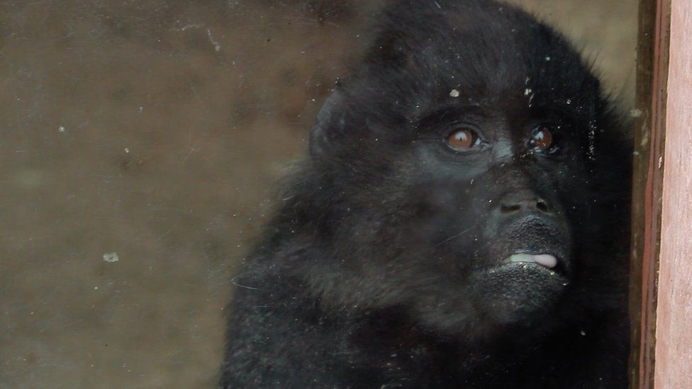 Endangered monkeys being kept as pets, says sanctuary owner BBC News