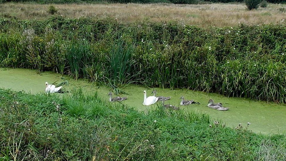 Swans and large cygnets on a reen near Llandevenny on the Gwent Levels