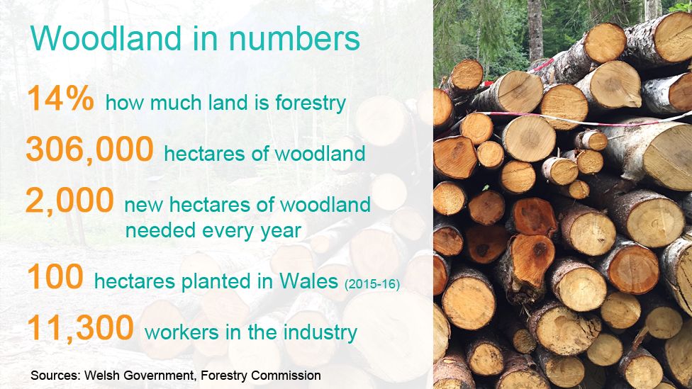 In numbers: Woodland statistics for Wales