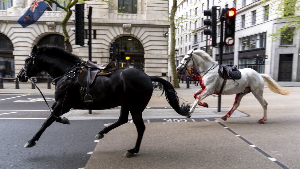 A black horse runs ahead of a white horse with blood on its chest and legs