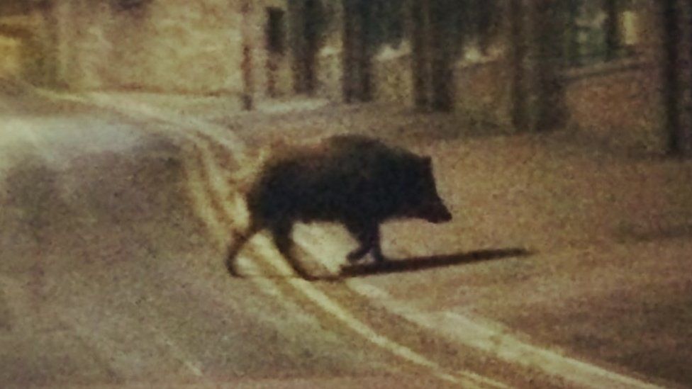 Boar captured on camera in Cinderford town cetre at night