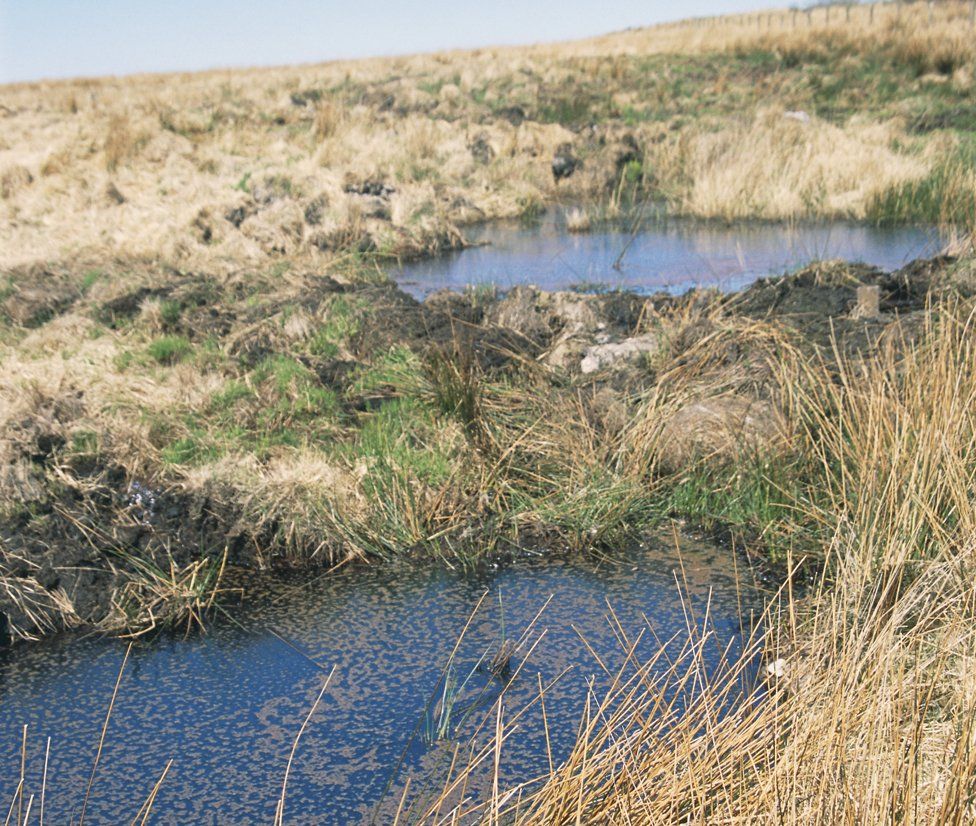 Blanket bog - Exmoor, undated