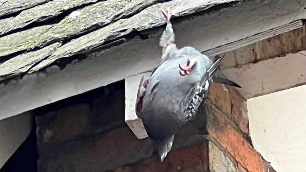 Stuck pigeon