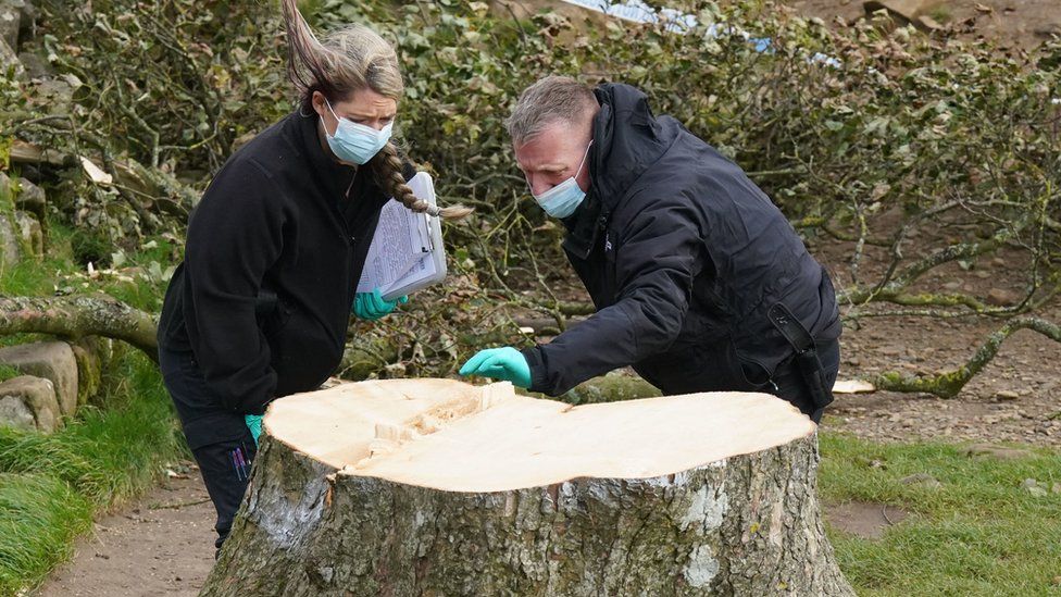 Two Northumbria Police forensic officers inspect the fallen tree