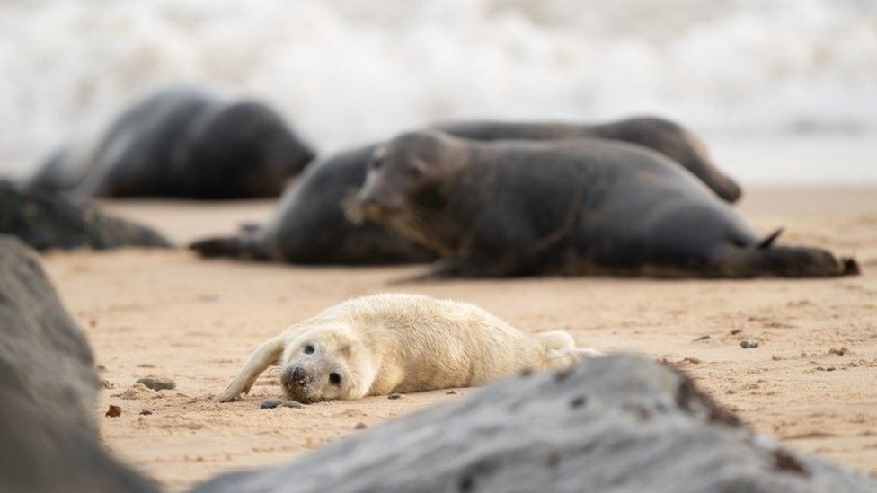 Seal pup and adult seals at Horsey