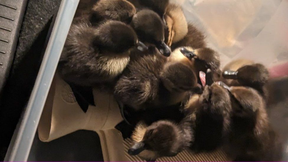 Ducklings in a box