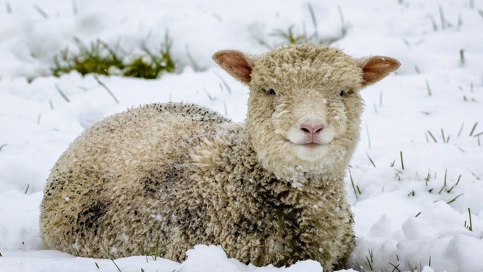 A lamb sits in a snowy field near Carryduff