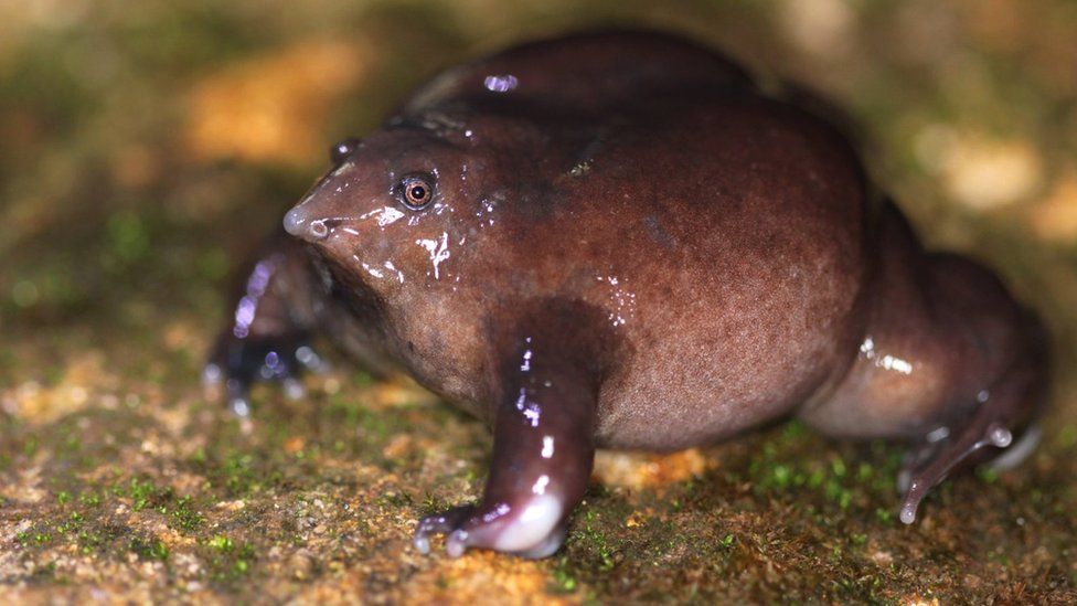The little-known purple frog