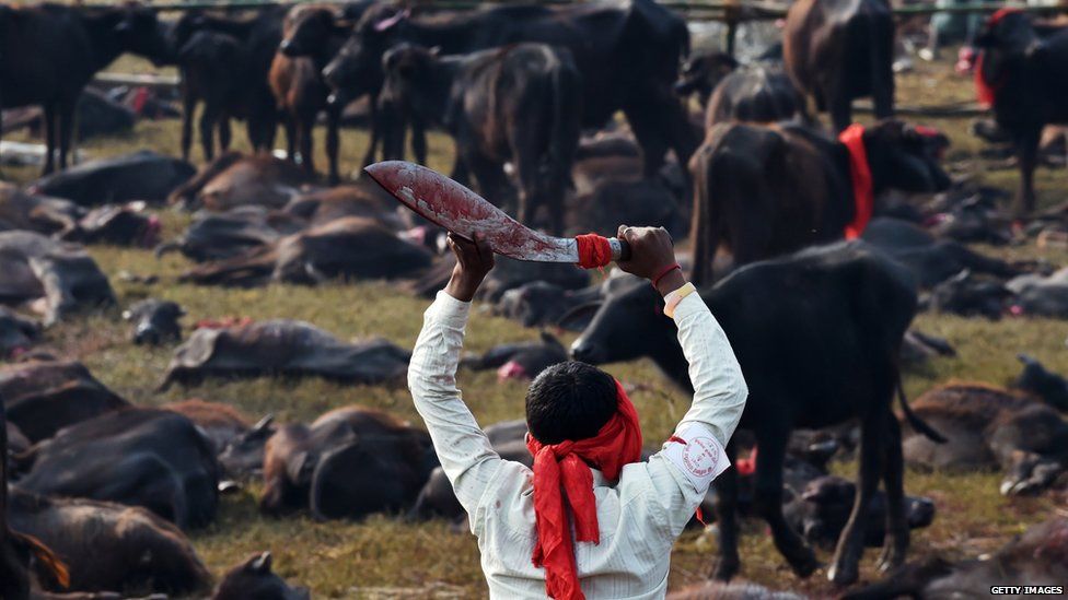 Man kills cattle at the Gadhimai festival in Bariyapur on (November 2014)