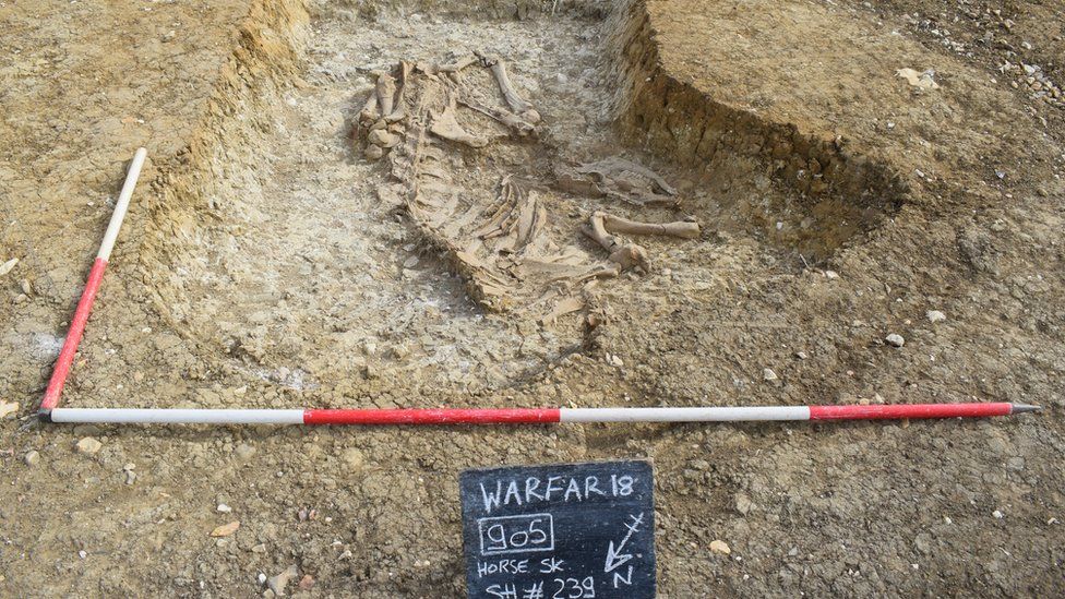 Roman horse skeleton