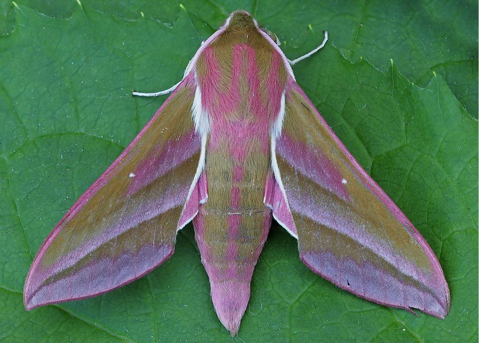 Elephant moth