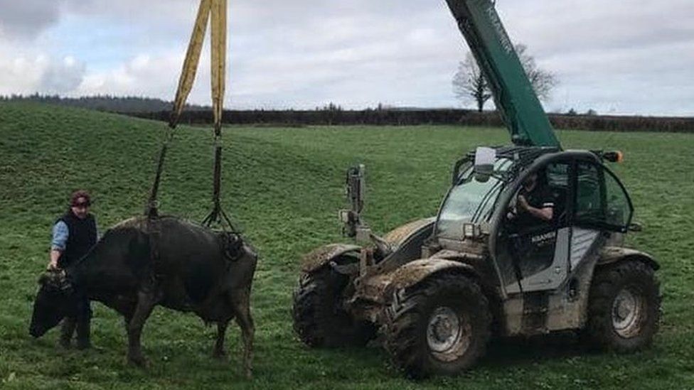 Cow being rescued from slurry pit in Burlawn, Cornwall