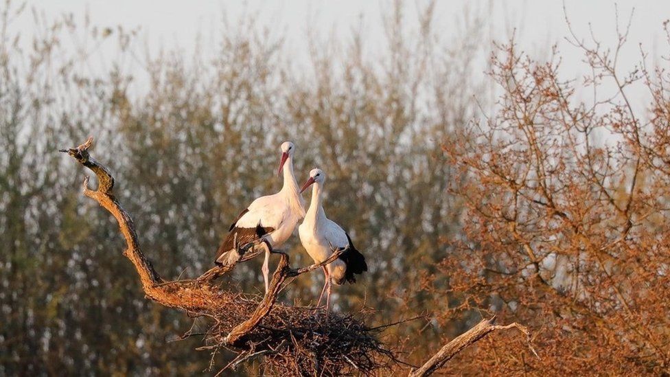 A pair of storks on nest three
