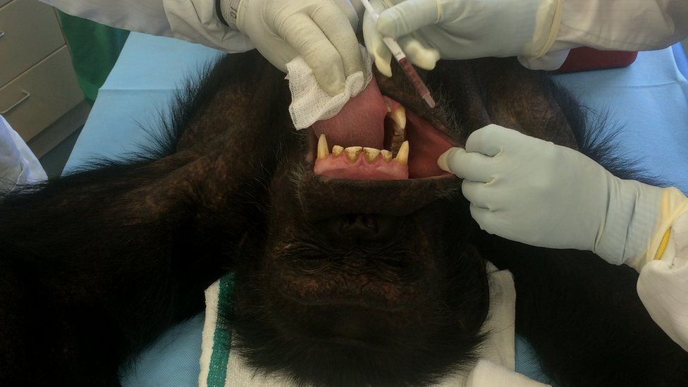 Chimp vaccination
