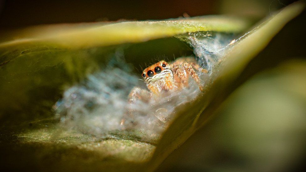 A spider emerging from a leaf