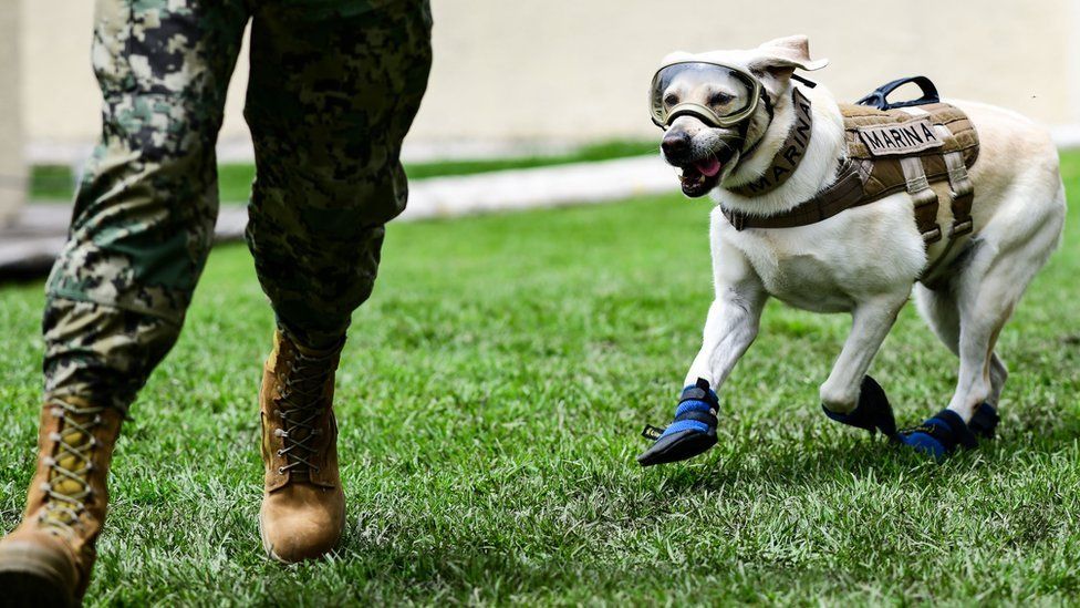 Một chú chó cứu hộ của Hải quân Mexico, Frida, và huấn luyện viên Israel Arauz Salinas, chạy trong một buổi huấn luyện ở Thành phố Mexico, vào ngày 6 tháng 9 năm 2018