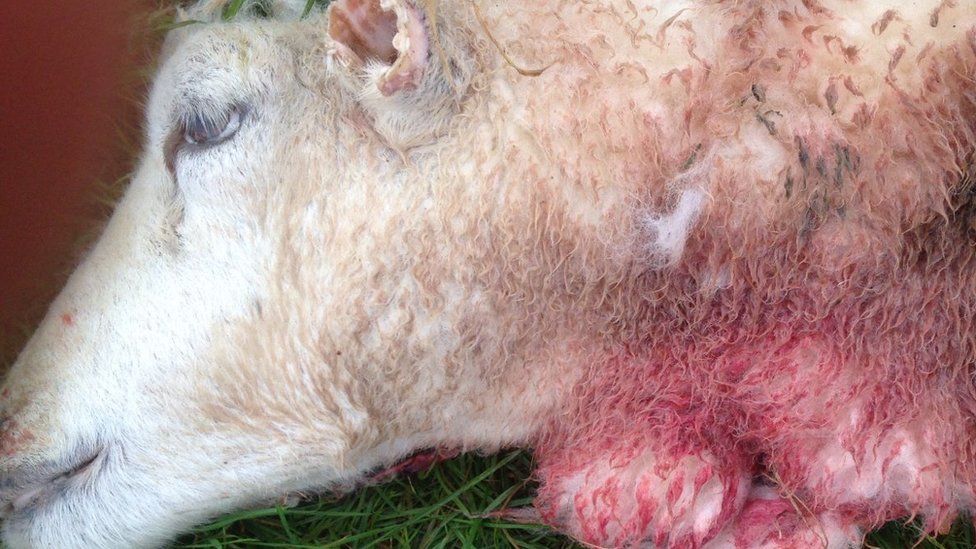 Sheep with blood on its neck