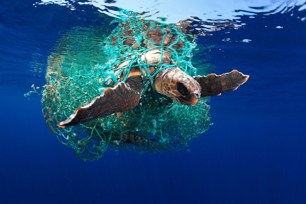 A loggerhead turtle entangled in a discarded plastic fishing net.