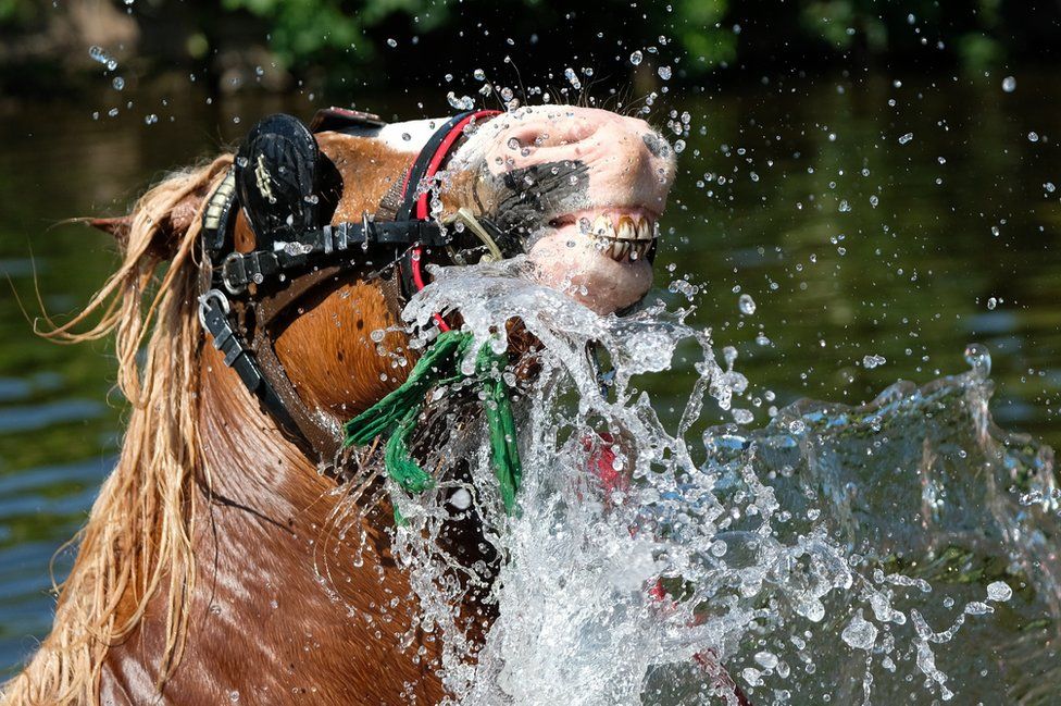 Horses are washed in the river Eden