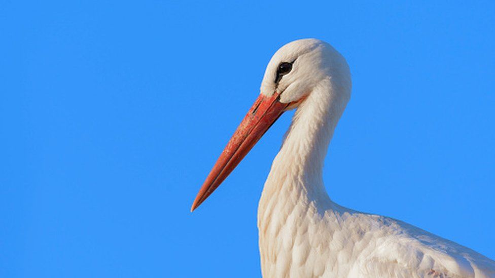 A white stork (Ciconia ciconia)