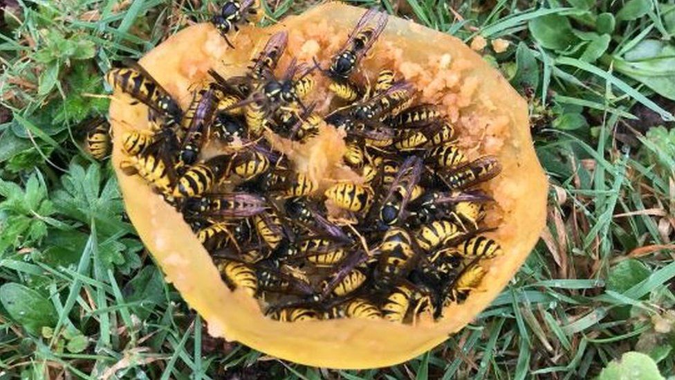 Wasps swarming all over an apple