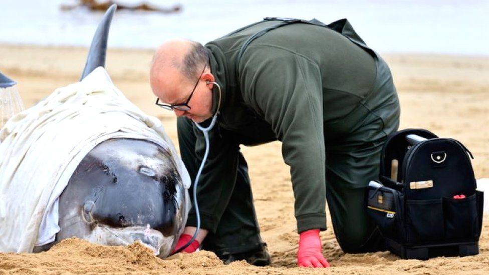 Dolphin rescue operation