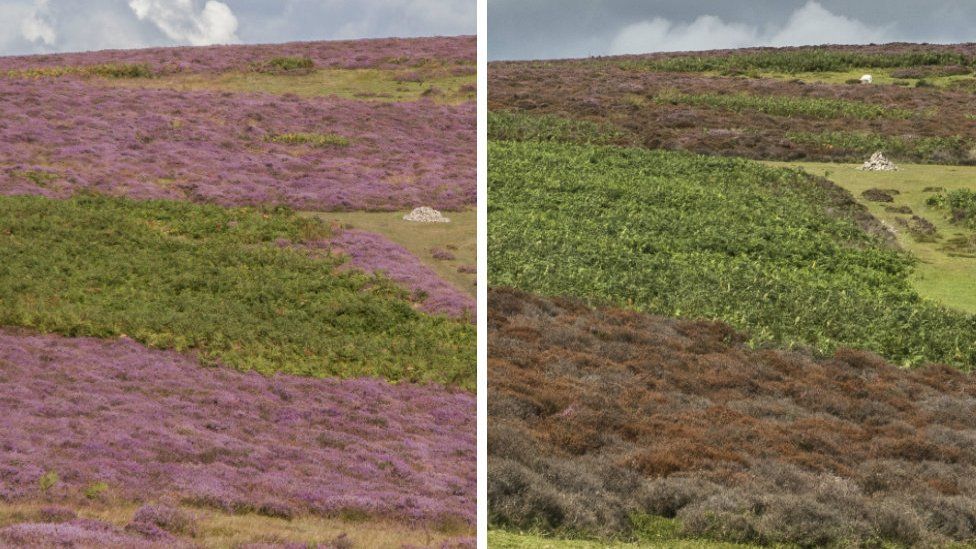 The normally purple heather blooms purple, but has been turned brown