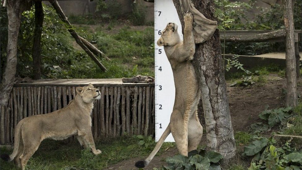 Asiatic lion reaches bag with meat