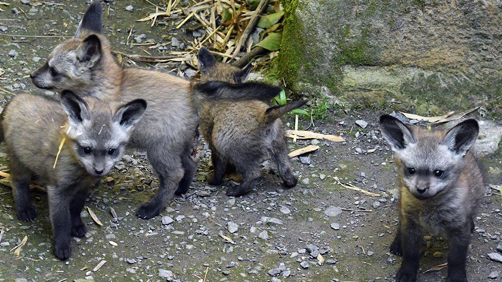 Bat-eared fox cubs