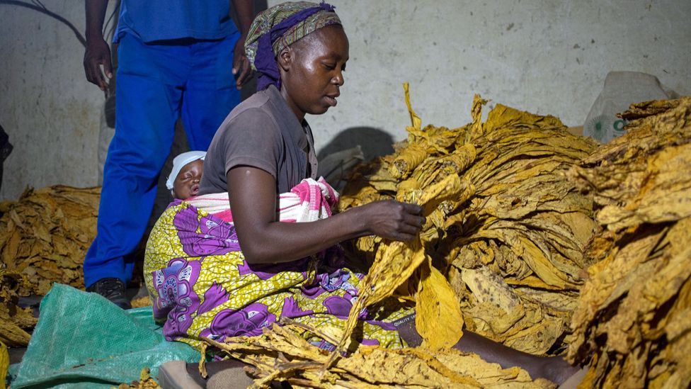 A woman with a baby on her back sits and grades dried tobacco leaves at a farm outside, Harare, Zimbabwe - Friday 5 May 2023