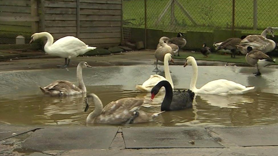 Swans at rescue centre
