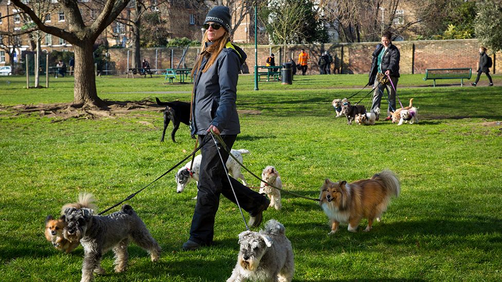 A dog walker with many dogs