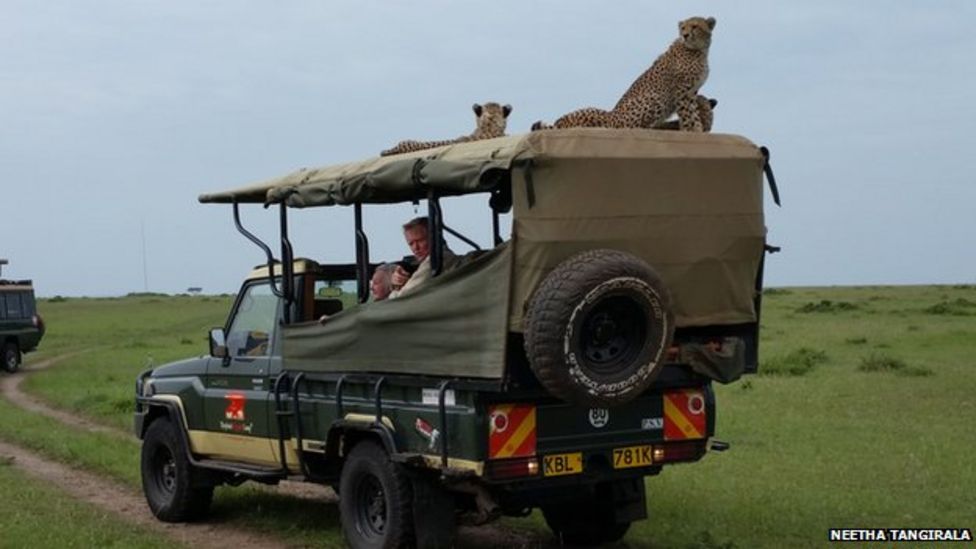 'Cheeting' death: Fermanagh man in close encounter with big cat on ...