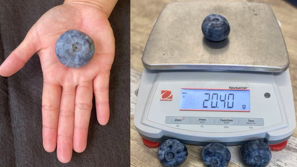 Picture (L): Big blueberry in the palm of a hand; Picture (R) Big blueberry on the scales weighing 20.4g