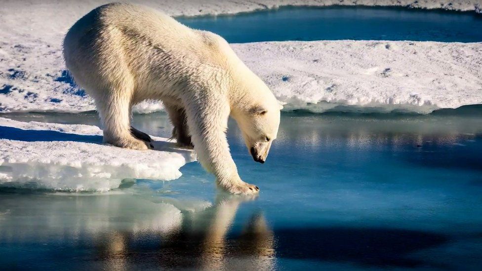 Polar bear on thin ice (c) NOAA