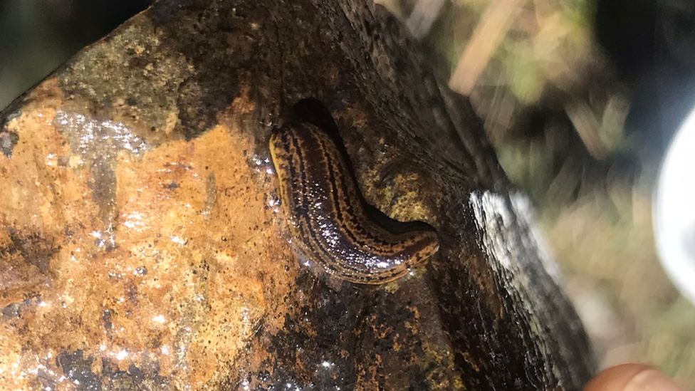 Dumfries and Galloway medicinal leech find 'incredibly important