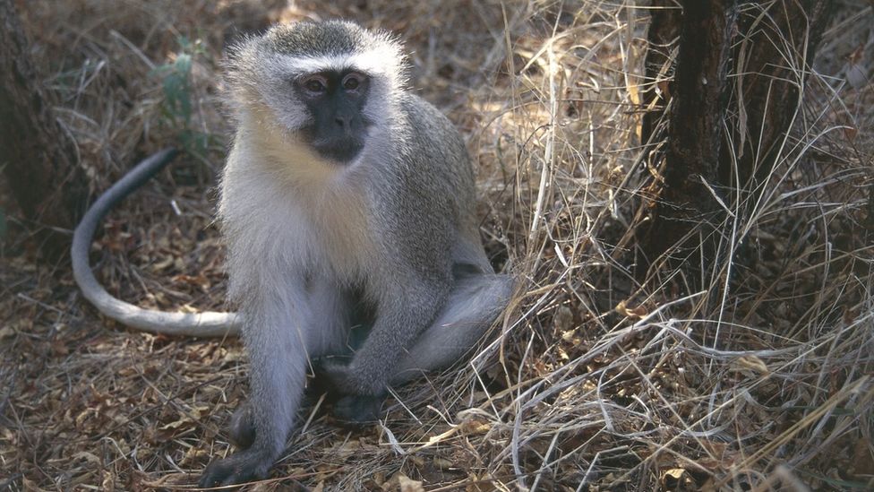 An African green monkey on the jungle floor